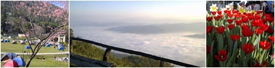 Thai Rayong