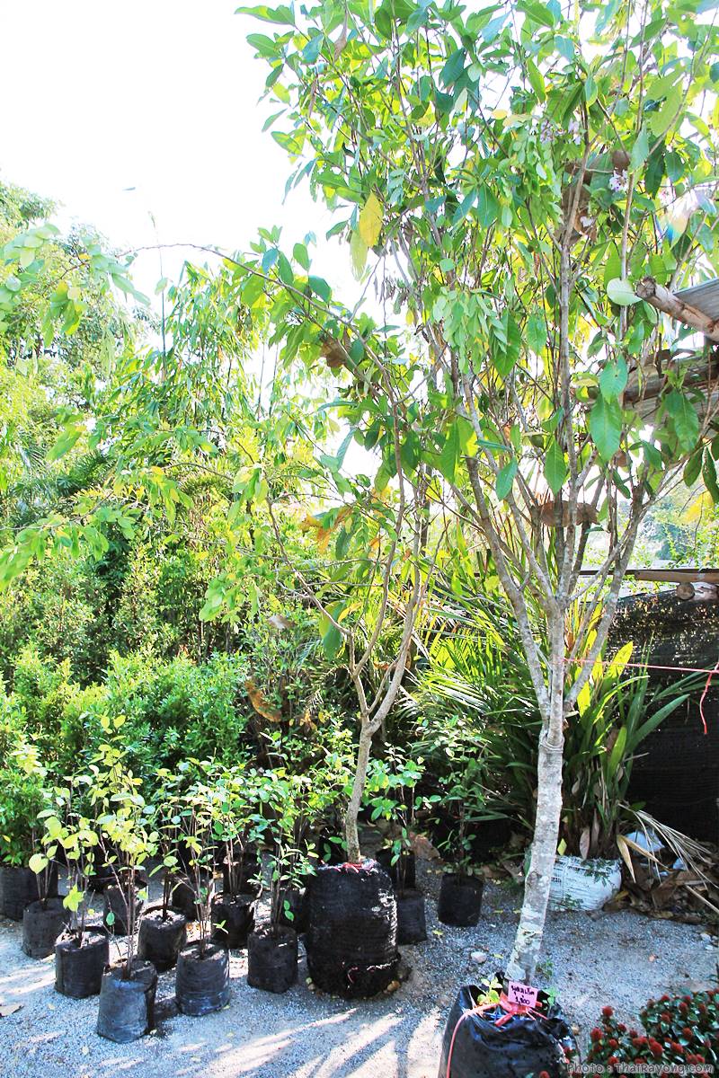  ร้านต้นไม้ระยอง จัดตกแต่งสวน  รับตัดหญ้าโทร 081-8632299 บ้านฉาง   
